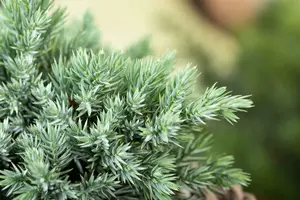 Juniperus pfitz. 'Pfitz. Glauca' 200-250   C MRST - afbeelding 2