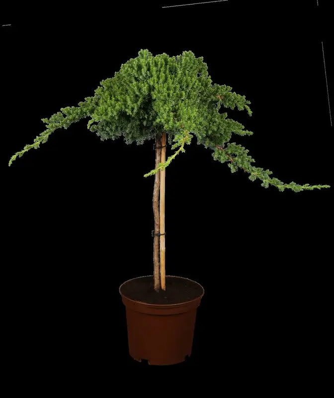 juniperus proc. 'nana'   ('green mound') (50- 60cm) - afbeelding 3