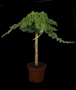 juniperus proc. 'nana'   ('green mound') (50- 60cm) - afbeelding 3