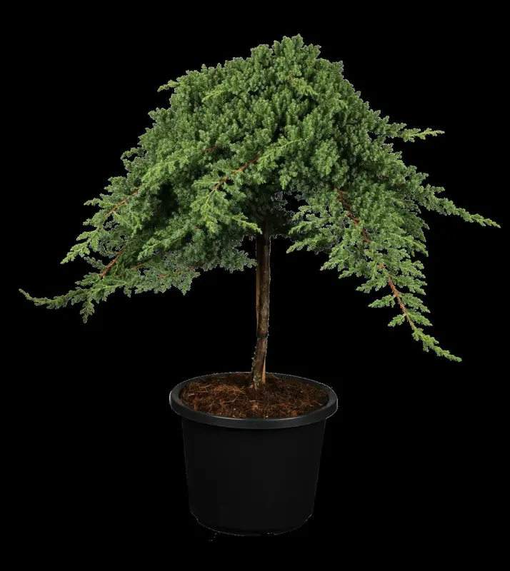 juniperus proc. 'nana'   ('green mound') (50- 60cm) - afbeelding 1