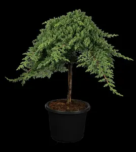 juniperus proc. 'nana' ('green mound') (50- 60cm) - afbeelding 5