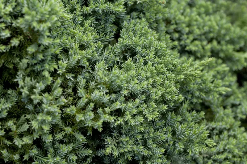 juniperus proc. 'nana'   ('green mound') (50- 60cm) - afbeelding 5
