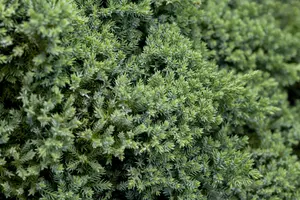juniperus proc. 'nana'   ('green mound') (50- 60cm) - afbeelding 5
