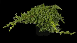 juniperus proc. 'nana'   ('green mound') (50- 60cm) - afbeelding 2