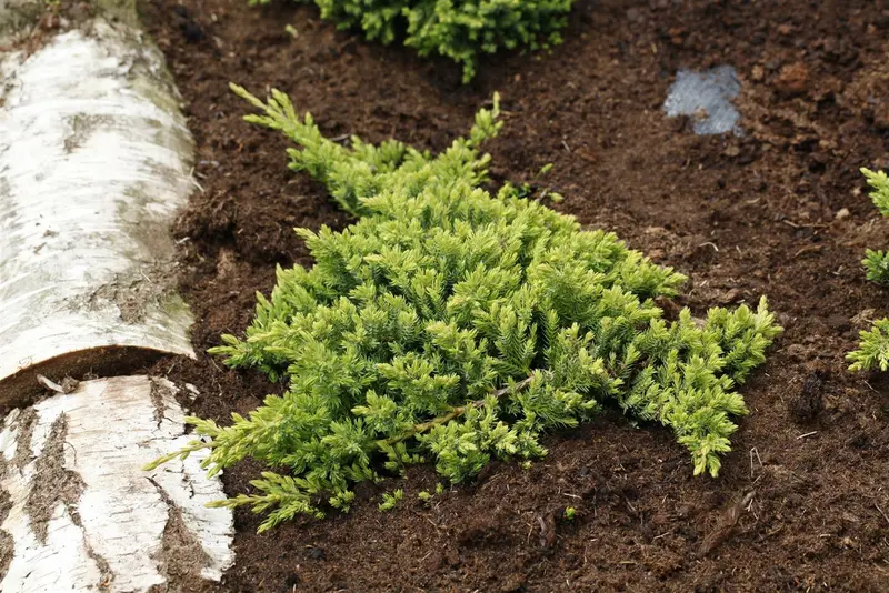 juniperus proc. 'nana'   ('green mound') (50- 60cm) - afbeelding 4