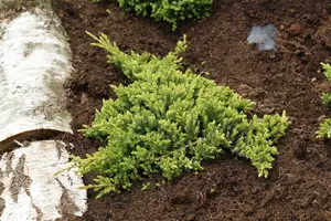 juniperus proc. 'nana'   ('green mound') (50- 60cm) - afbeelding 4