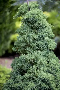 Juniperus proc. 'Nana'   ('green mound') STAM/ 60 C15 - afbeelding 4