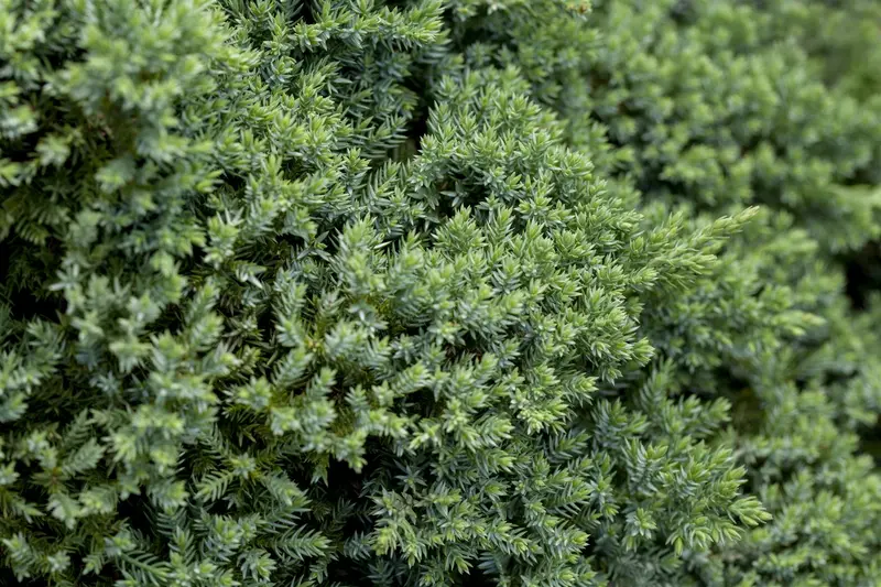 Juniperus proc. 'Nana'   ('green mound') STAM/ 60 C15 - afbeelding 2