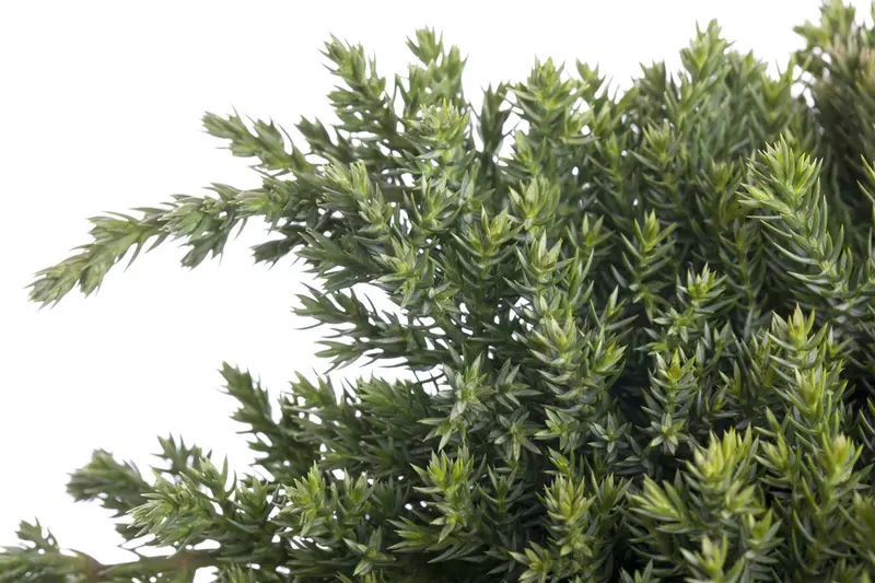 Juniperus proc. 'Nana'   ('green mound') STAM/ 60 C15 - afbeelding 5