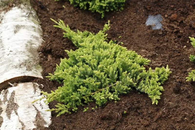 Juniperus proc. 'Nana'   ('green mound') STAM/ 60 C15 - afbeelding 1
