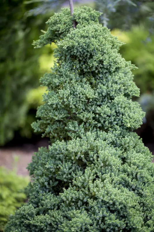 Juniperus proc. 'Nana'   ('green mound') STAM/ 80 C15 - afbeelding 4