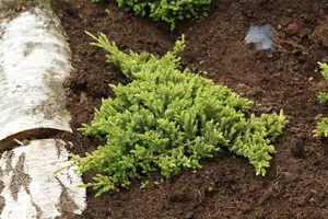 Juniperus proc. 'Nana' ('green mound') STAM/ 80 C15