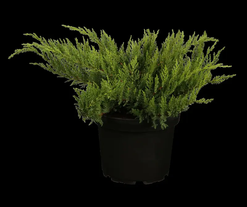 juniperus sab. 'tamariscifolia' (25- 30 C cm) - afbeelding 1