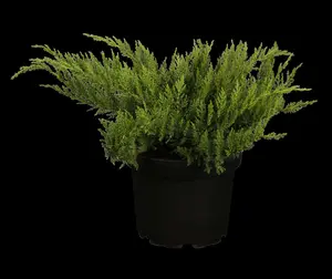 juniperus sab. 'tamariscifolia' (25- 30 C cm) - afbeelding 1