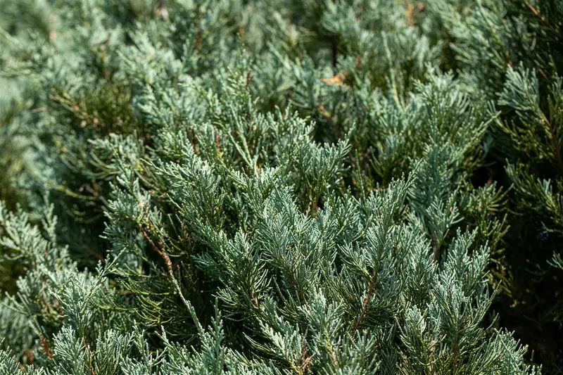 Juniperus sab. 'Tamariscifolia' 50- 60   C10