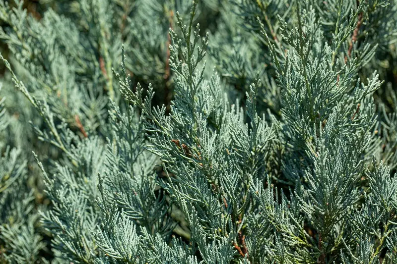 juniperus sabina (30- 40cm) - afbeelding 1