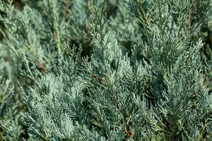 juniperus sabina (30- 40cm) - afbeelding 4