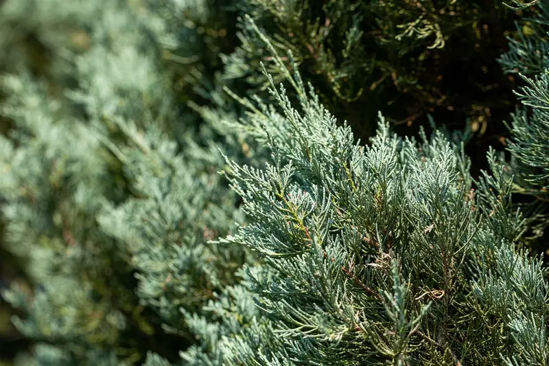 juniperus sabina (30- 40cm) - afbeelding 2