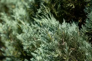 juniperus sabina (30- 40cm) - afbeelding 2