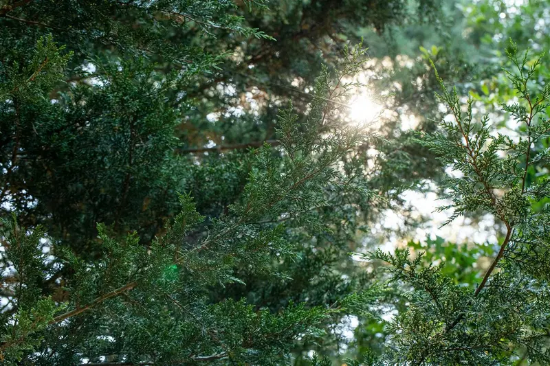 juniperus sabina (30- 40cm) - afbeelding 3