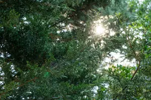 juniperus sabina (30- 40cm) - afbeelding 3
