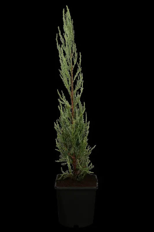 juniperus scop. 'blue arrow' (175-200 cm) - afbeelding 1