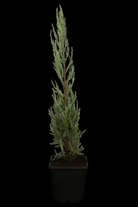 juniperus scop. 'blue arrow' (175-200 cm) - afbeelding 5