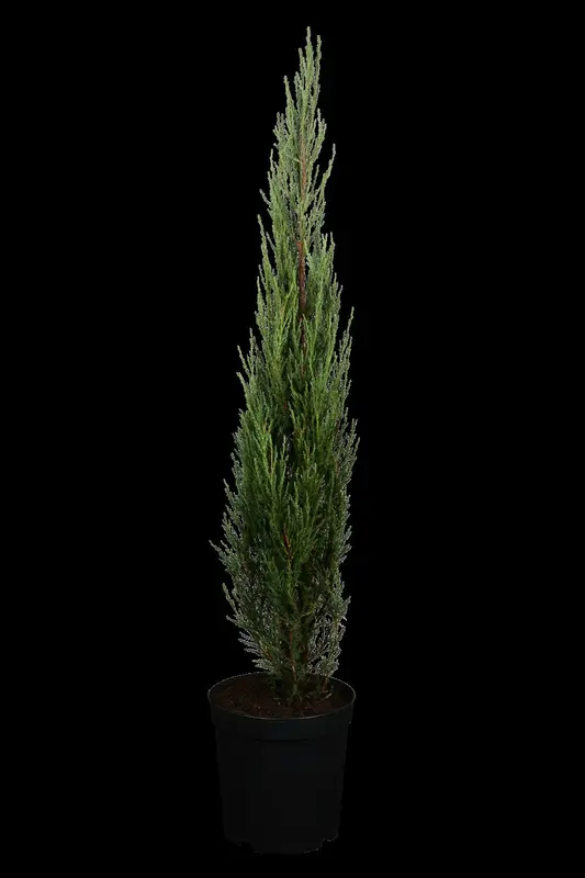 juniperus scop. 'blue arrow' (175-200 cm) - afbeelding 2