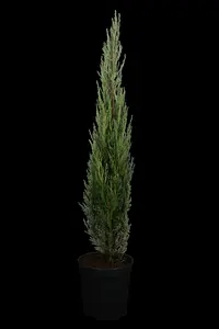 juniperus scop. 'blue arrow' (175-200 cm) - afbeelding 2