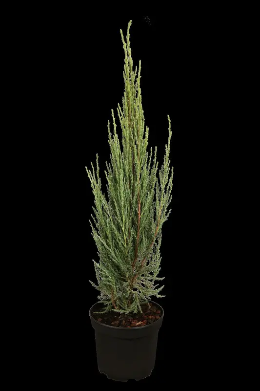 juniperus scop. 'blue arrow' (175-200 cm) - afbeelding 3