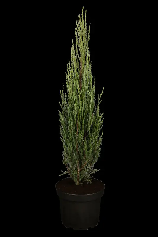 juniperus scop. 'blue arrow' (175-200 cm) - afbeelding 4