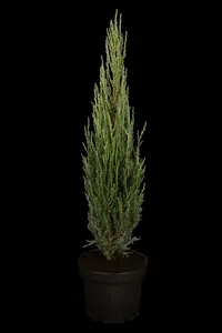 juniperus scop. 'blue arrow' (175-200 cm) - afbeelding 4