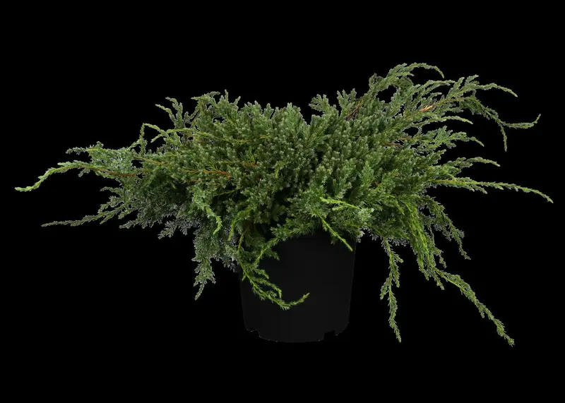 juniperus squam. 'blue carpet' (50- 60cm) - afbeelding 5