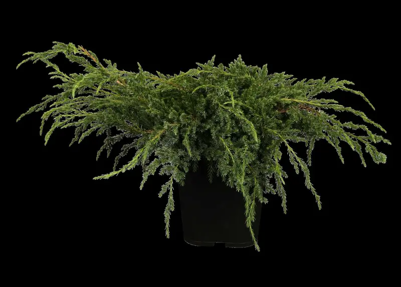 juniperus squam. 'blue carpet' (50- 60cm) - afbeelding 3