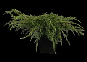 juniperus squam. 'blue carpet' (50- 60cm) - afbeelding 3