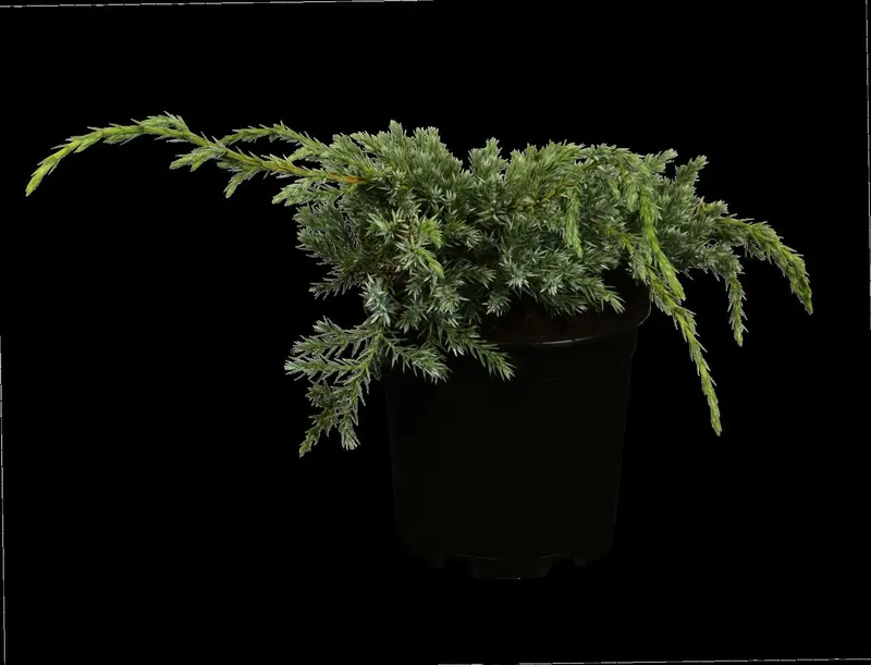 juniperus squam. 'blue carpet' (50- 60cm) - afbeelding 4