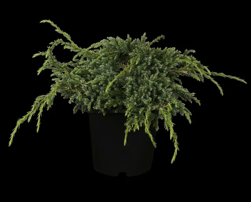 juniperus squam. 'blue carpet' (50- 60cm) - afbeelding 2