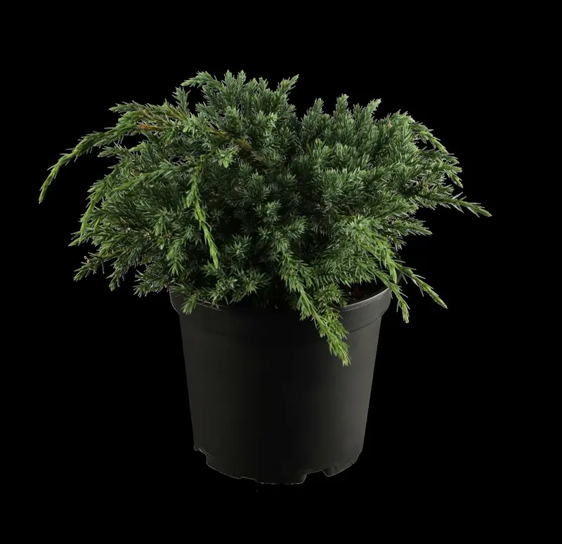 juniperus squam. 'blue carpet' (50- 60cm) - afbeelding 1