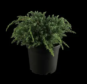 juniperus squam. 'blue carpet' (50- 60cm) - afbeelding 5