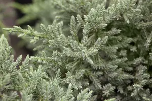 Juniperus squam. 'Blue Compact' 40- 50   C7,5 - afbeelding 1