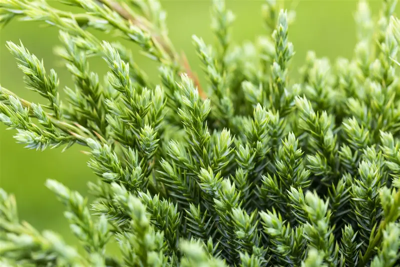 Juniperus squam. 'Blue Compact' 40- 50 C7,5 - afbeelding 2