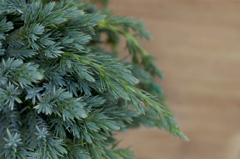 Juniperus squam. 'Blue Spider' 30- 40 C7,5