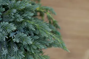 Juniperus squam. 'Blue Spider' 30- 40   C7,5