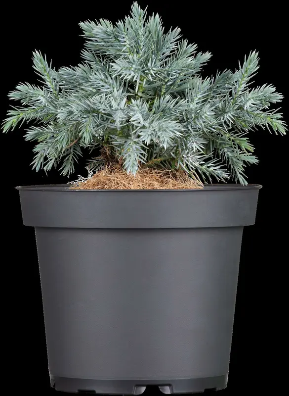 juniperus squam. 'blue star' (15- 20 C cm) - afbeelding 3