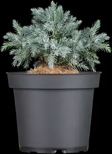 juniperus squam. 'blue star' (15- 20 C cm) - afbeelding 3