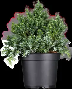 juniperus squam. 'blue star' (15- 20 C cm) - afbeelding 4