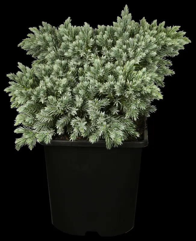 juniperus squam. 'blue star' (15- 20 C cm) - afbeelding 2