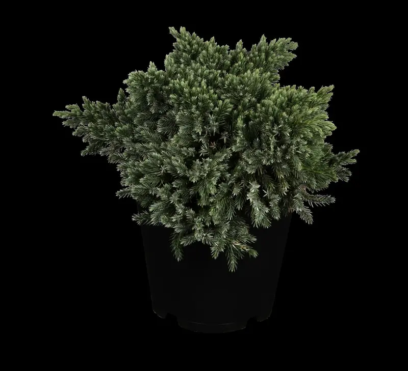 juniperus squam. 'blue star' (15- 20 C cm) - afbeelding 1
