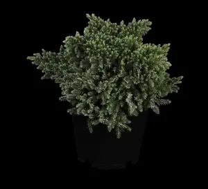 juniperus squam. 'blue star' (15- 20 C cm) - afbeelding 5