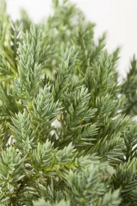 Juniperus squam. 'Blue Star' 25- 30 C6 - afbeelding 3